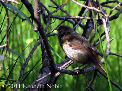 common redstart, juvenile (Phoenicurus phoenicurus) Kenneth Noble